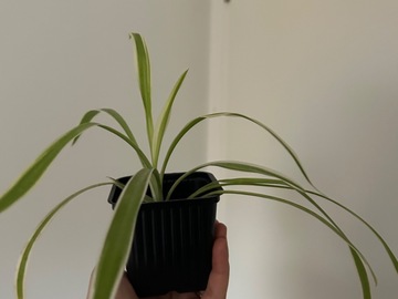 Vente: Chlorophytum 