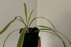 Vente: Chlorophytum 