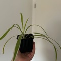 Vente: Chlorophytum 