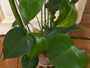 Vente: Monstera Deliciosa