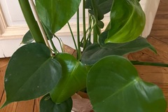Vente: Monstera Deliciosa