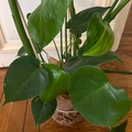 Vente: Monstera Deliciosa