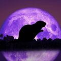 Selling: NOVEMBER 2025 FULL MOON SPELL CASTING & READING SPECIAL DEAL!