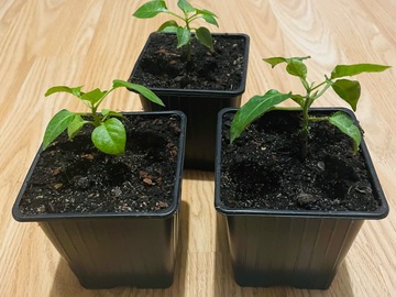 Vente: Jeune Plant de piment 