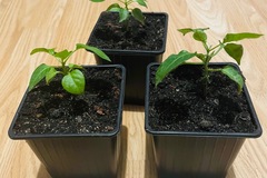 Vente: Jeune Plant de piment 