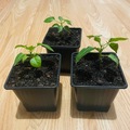 Vente: Jeune Plant de piment 