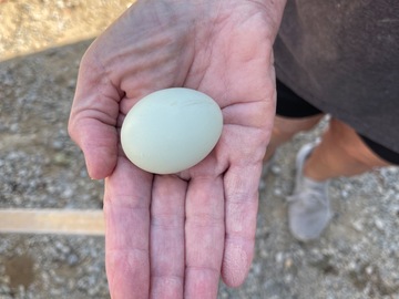 Selling with online payment: Fresh eggs 