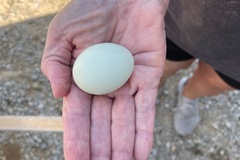 Selling with online payment: Fresh eggs 