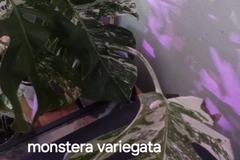 Vente: Plante d'intérieur 