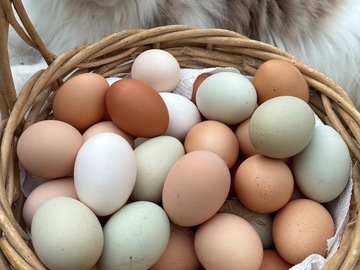 Selling with online payment: Pasture Raised Organic Eggs 