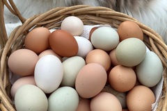 Selling with online payment: Pasture Raised Organic Eggs 