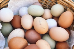 Selling with online payment: Pasture Raised Organic Eggs 