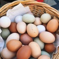 Selling with online payment: Pasture Raised Organic Eggs 