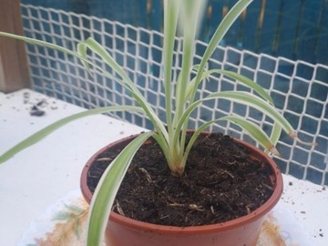 Vente: chlorophytum