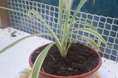 Sales: chlorophytum