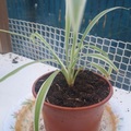 Sales: chlorophytum