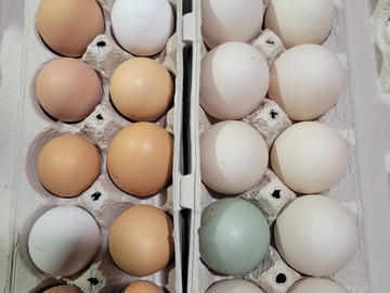 Selling with In-person Payment: Farm fresh eggs