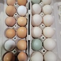 Selling with In-person Payment: Farm fresh eggs