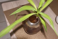 Giving away: Belle plant