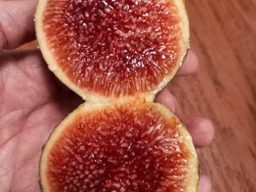 Vente: Plants de figuier 150 variétés différentes 