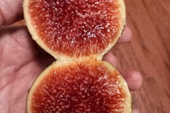 Sales: Plants de figuier 150 variétés différentes 