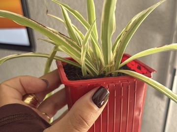 Vente: Boutures de Chlorophytum (plante araignée)