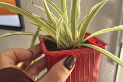 Sales: Boutures de Chlorophytum (plante araignée)