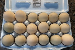 Selling with In-person Payment: Fresh unwashed duck eggs