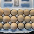 Selling with In-person Payment: Fresh unwashed duck eggs