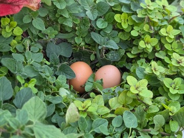 Selling with online payment: Farm fresh large and jumbo brown egg