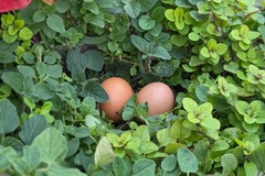 Selling with online payment: Farm fresh large and jumbo brown egg
