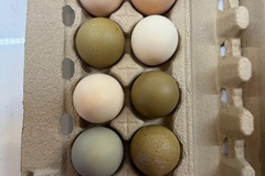 Selling with In-person Payment: Farm fresh Organic No corn/soy