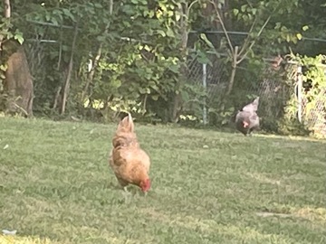 Selling with online payment: Fresh Free Range Chicken Eggs