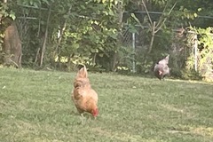 Selling with online payment: Fresh Free Range Chicken Eggs