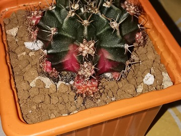 Vente: cactus gymnocalycium "Bubble Gum " clones