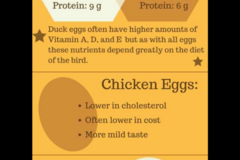 Selling with In-person Payment: Delicious Duck Eggs