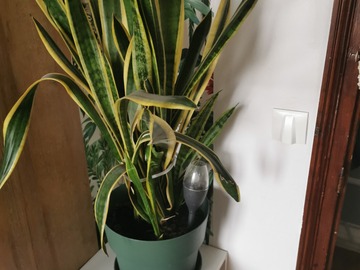 Don: Langue de belle mère 