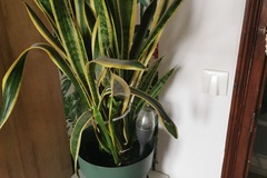 Don: Langue de belle mère 