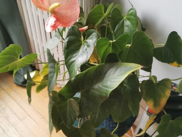 Don: Anthurium rose