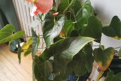 Don: Anthurium rose