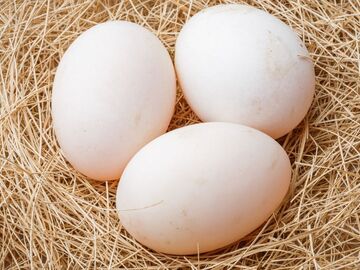 Selling with In-person Payment:    Fresh duck eggs, dozen   