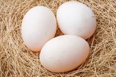 Selling with In-person Payment:    Fresh duck eggs, dozen   