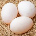 Selling with In-person Payment:    Fresh duck eggs, dozen   