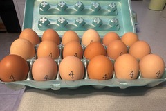 Selling with In-person Payment: Farm Fresh Eggs