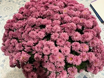 Vente: Chrysanthème rose soutenu