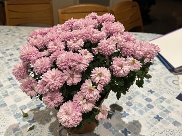 Vente: Chrysanthème rose clair