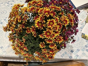 Vente: Chrysanthème bicolore rouge et jaune – couleurs chaudes d’automne
