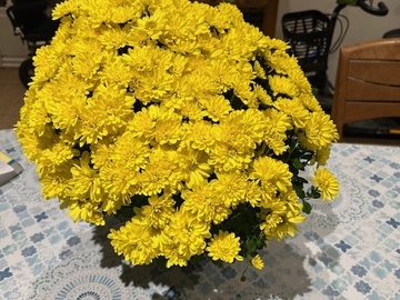 Vente: Chrysanthème jaune vif