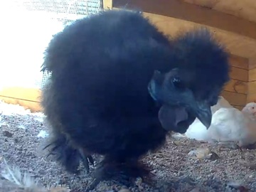 Selling with In-person Payment: Pasture Raised Organic No Corn/Soy Farm Fresh Chicken Eggs