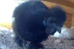 Selling with In-person Payment: Pasture Raised Organic No Corn/Soy Farm Fresh Chicken Eggs